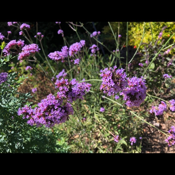 Meet your Posher, Chloe - Picture 1 of 1